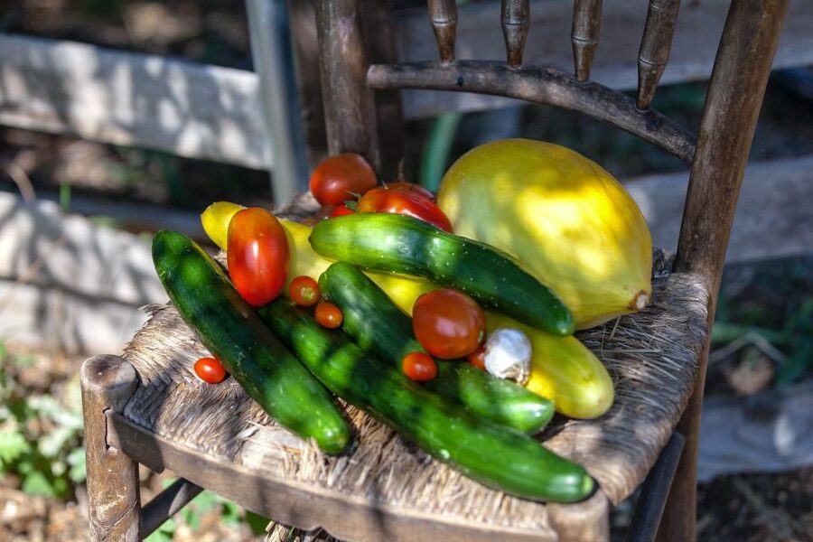 Corfu: Organic Olive Oil Farm Tour with Transfer and Tasting - Booking details worth knowing