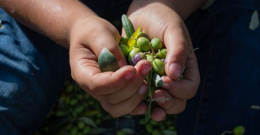 Corfu: Organic Olive Oil Farm Tour with Transfer and Tasting - Why the small group matters
