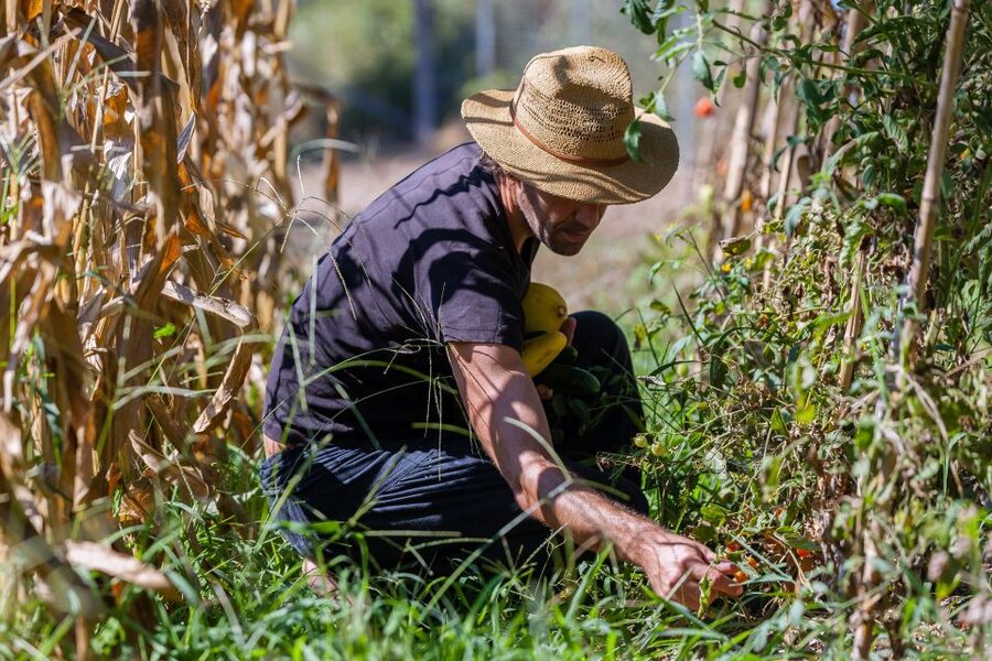 Corfu: Organic Olive Oil Farm Tour with Transfer and Tasting - Who will get the most from this farm visit