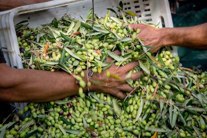 Corfu Organic Olive Oil Tasting at Family Farm - What your two hours at Dr. Kavvadia’s farm are really about