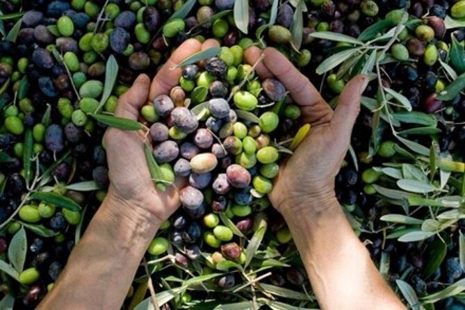 Corinth & Olive Oil Tasting Private Tour from Athens - Who will enjoy this Corinth day trip?