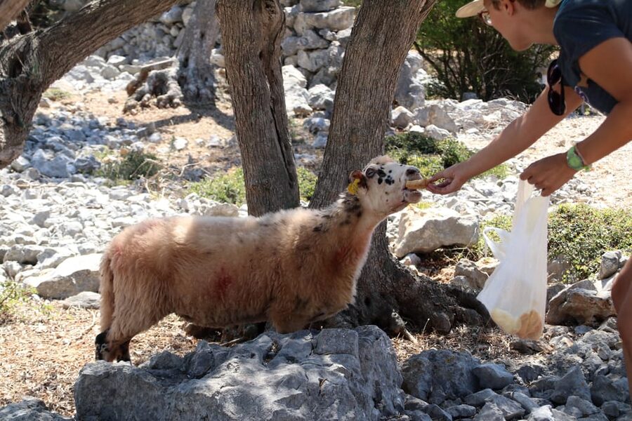 Cres: Olive Oil Walking Tour with Tastings - Why This Cres Tour Feels Different