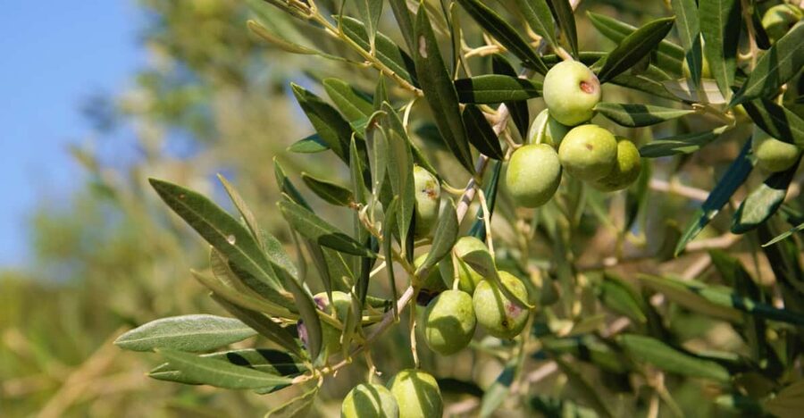 Cres: Olive Oil Walking Tour with Tastings - Walking Through Cres’s Old Olive Groves