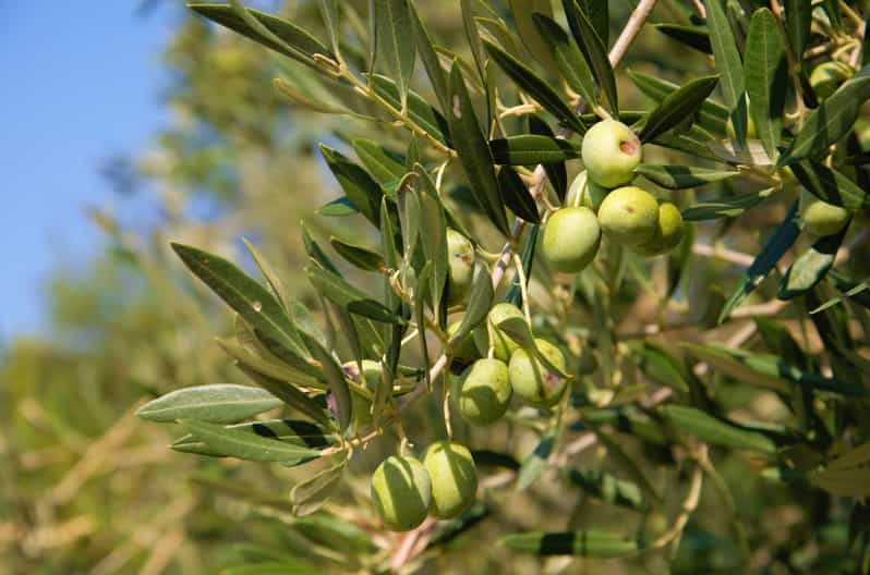 Cres: Olive Oil Walking Tour with Tastings - Meeting a Cres Oil Producer in Town