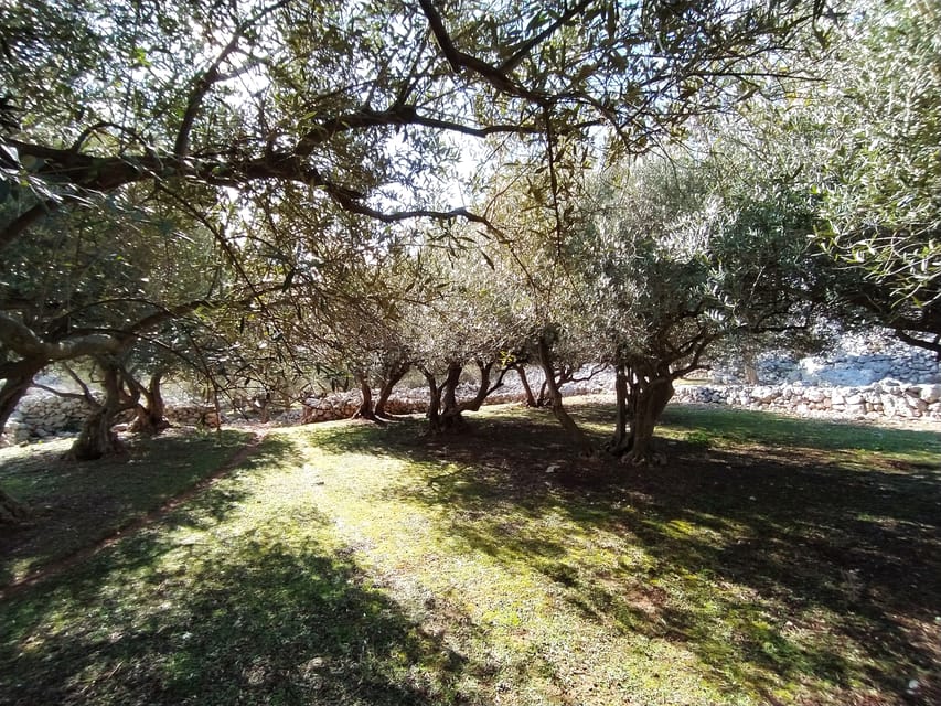 Cres: Olive Oil Walking Tour with Tastings - Who Should Book This Experience