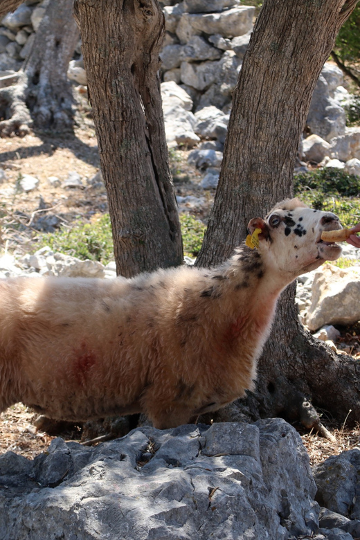 Cres: Olive Oil Walking Tour with Tastings - Practical Tips for a Better Visit