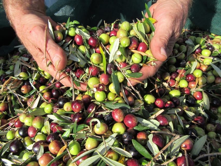 Cres: Olive Oil Walking Tour with Tastings - Should You Book the Cres Olive Oil Tour?