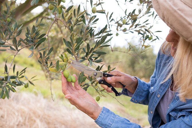 Cretan Wines & Olive oil tour - The treasures of Crete - Is $145.18 a fair price?