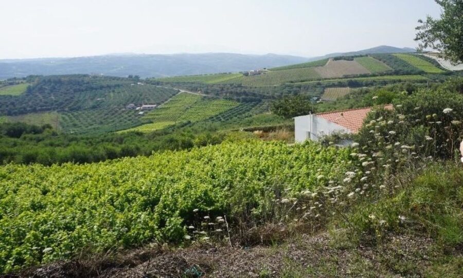Crete: Full-Day Cretan Wines, Olive Oil, Raki and Food Tour - Who will enjoy this day most