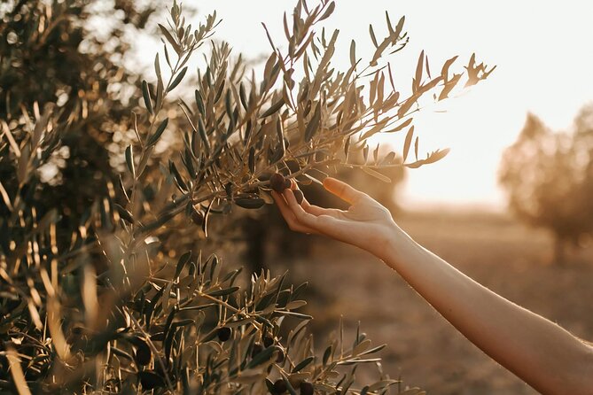 Crete: Local Wine Tasting & Visit to the Ancient Olive Tree - Why this short Cretan food tour works