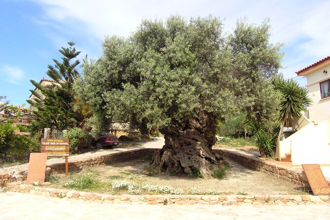 Crete: Local Wine Tasting & Visit to the Ancient Olive Tree - The ancient Olive Tree of Vouves