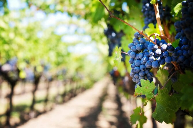 Crete: Local Wine Tasting & Visit to the Ancient Olive Tree - Inside the Olive Tree Museum of Vouves