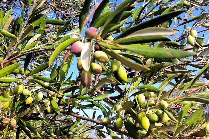 Crete: Olive Oil, Soap, Wine, Raki - Flavorful Culinary Journey - Lunch comes late, but it matters