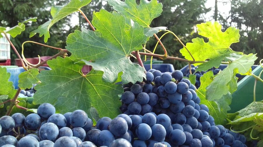 Crete: Olive, Wine, & Raki on a Flavorful Culinary Journey - Key points at a glance