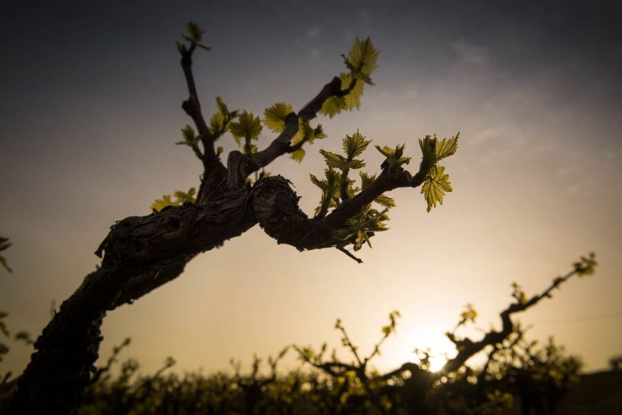 Crete: Olive, Wine, & Raki on a Flavorful Culinary Journey - Why this Crete food tour works