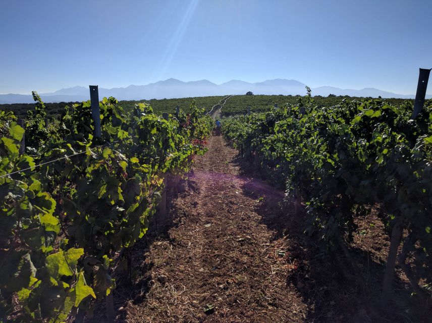 Crete: Olive, Wine, & Raki on a Flavorful Culinary Journey - What the $126 price buys you
