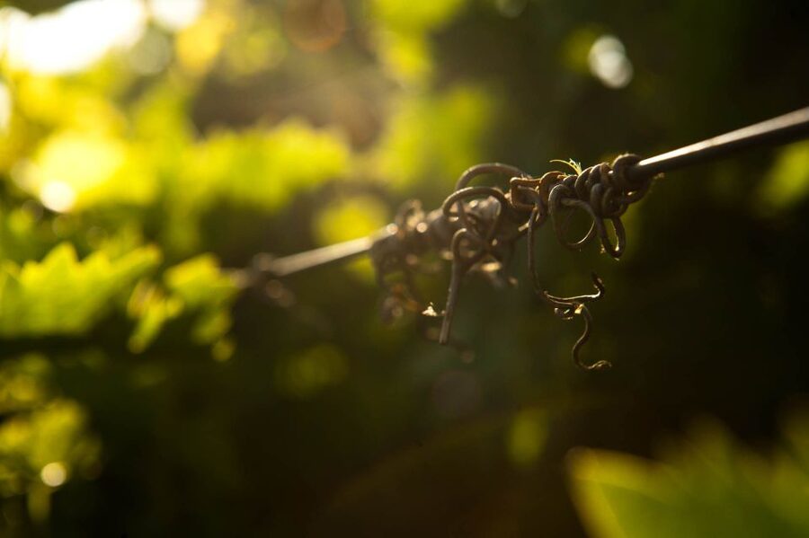 Crete: Olive, Wine, & Raki on a Flavorful Culinary Journey - The guide can shape the whole day