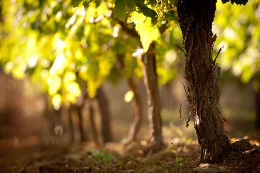 Crete: Olive, Wine, & Raki on a Flavorful Culinary Journey - Pickup and the ride through eastern Crete