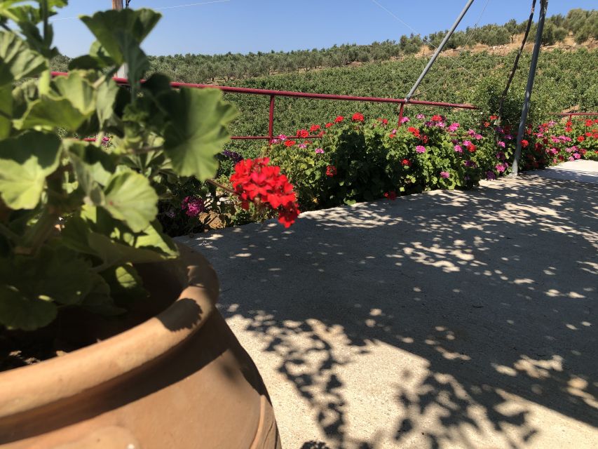 Crete Private Tour: The Secrets of Wine, Olives & Honey - Key points to know before booking