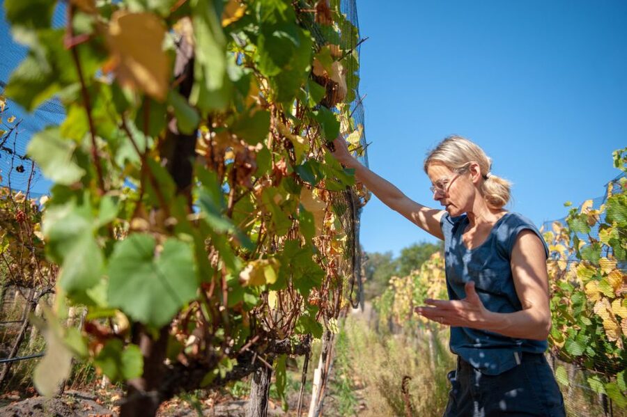 Crete Private Tour: The Secrets of Wine, Olives & Honey - Garazo, where the route slows down