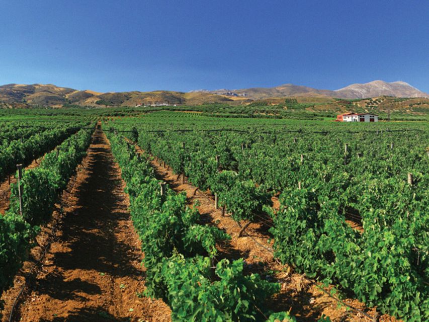 Crete Private Tour: The Secrets of Wine, Olives & Honey - Private transport, timing and practical comfort