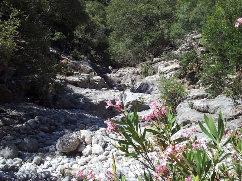 Crete: Richtis Waterfall Full-Day Tour with Olive Tasting - Olive oil, the ancient tree, and local flavor