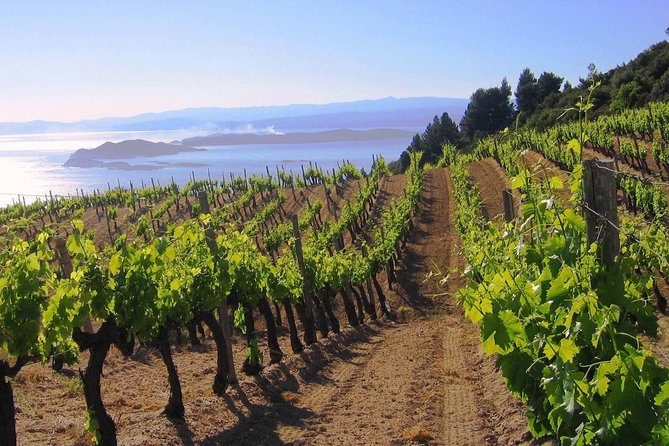 Crete Wine & Olive Oil Tour - Who will get the most from this outing