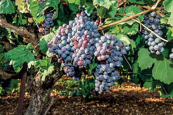 Crete Wine & Olive Oil Tour - Practical details that affect your decision