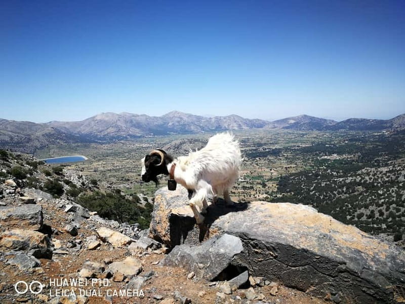 Crete: Zeus Cave, Lassithi Plateau, and Olive Factory Tour - Is $115 good value?