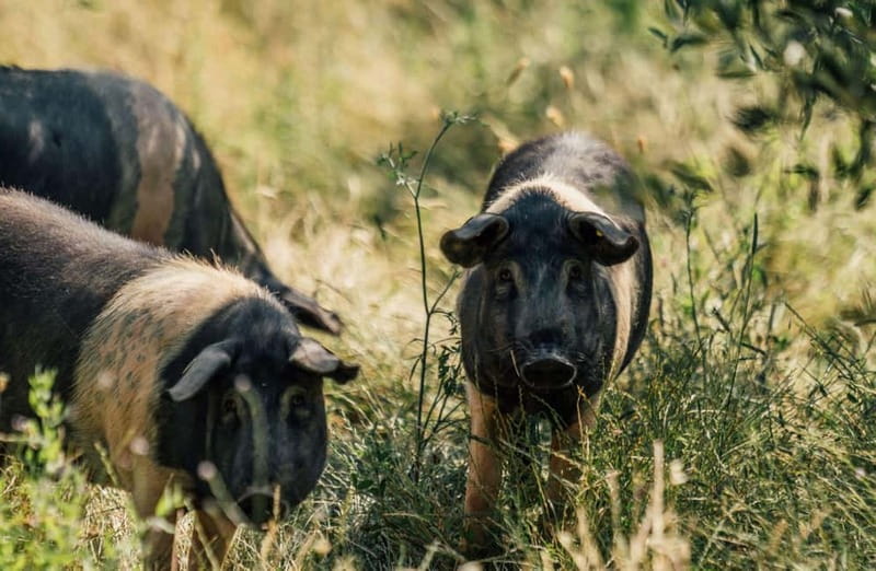 Cured Meat & Olive Oil Tasting & Visit near Pisa & Livorno - Key points to know before booking