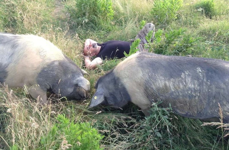 Cured Meat & Olive Oil Tasting & Visit near Pisa & Livorno - Should you book this Tuscan food visit?