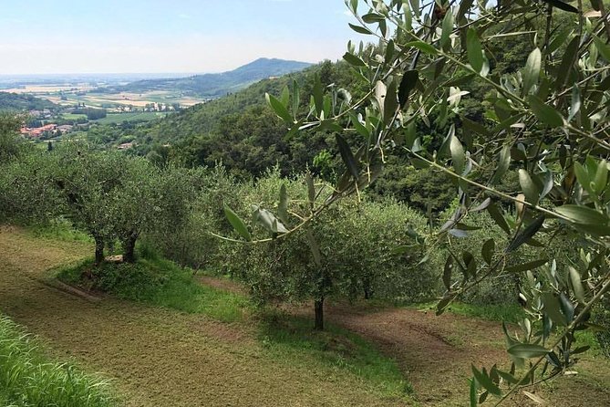 DA Abano and Montegrotto: Oil and Wine Tour of the Euganean Hills - Seeing how Euganean olive oil is made