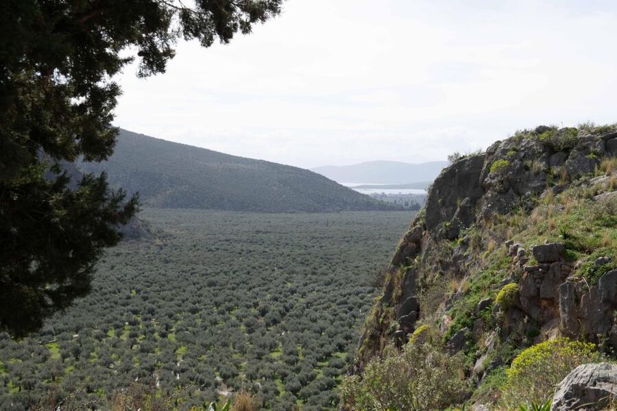 Delphi: Easy Hike on Ancient Path through the Olive Groves - Following the old route below Delphi