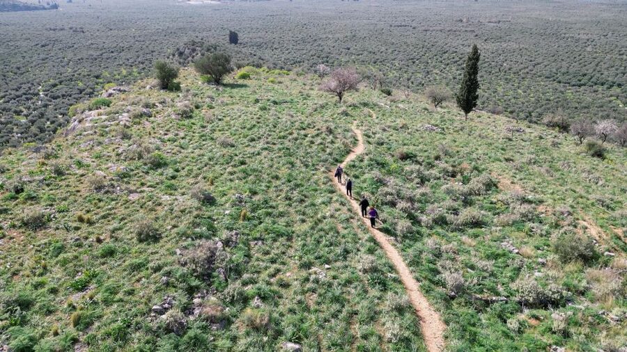 Delphi: Easy Hike on Ancient Path through the Olive Groves - Stories, myths, and games along the way