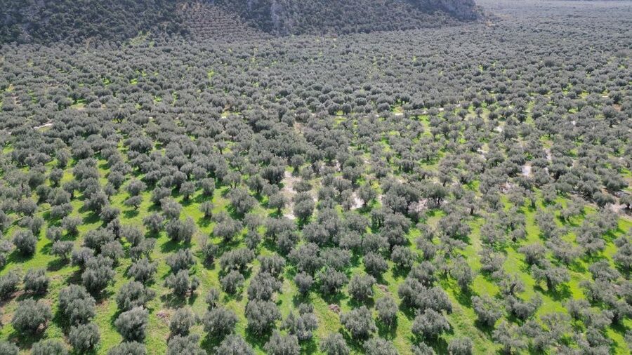 Delphi: Easy Hike on Ancient Path through the Olive Groves - How much value do you get for $35?