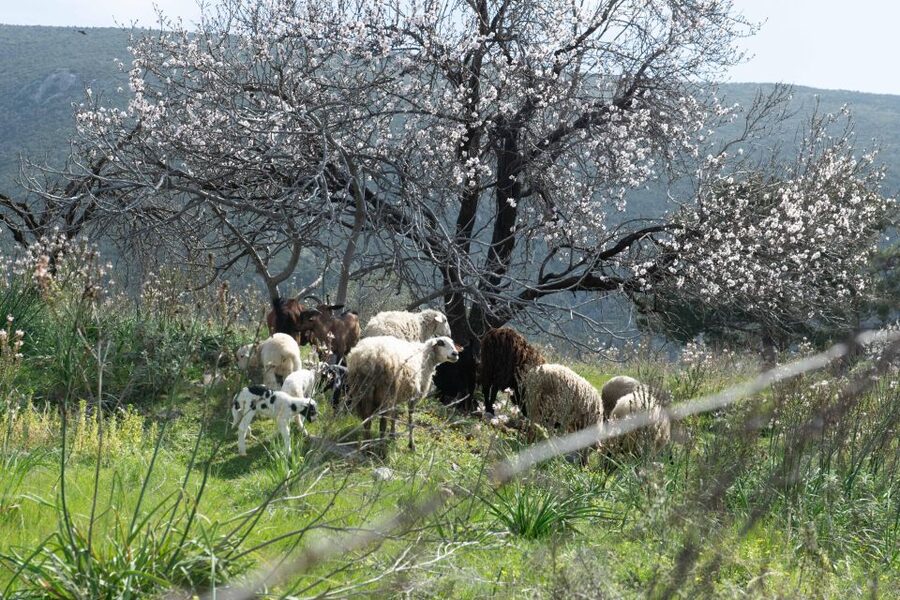 Delphi: Easy Hike on Ancient Path through the Olive Groves - What to bring and how to prepare