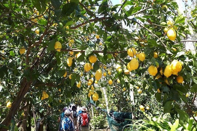 DISCOVER SORRENTO, food &Walking tour . Lemons-cheese&olive oil - The cheese stop and the main tasting