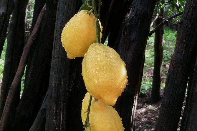 DISCOVER SORRENTO, food &Walking tour . Lemons-cheese&olive oil - Beginning at Piazza Torquato Tasso at 5pm