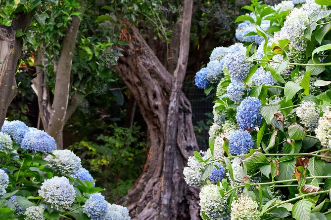 Discover Sorrento through lemons and olive trees - The tasting: marmalades, limoncello, and olive oil
