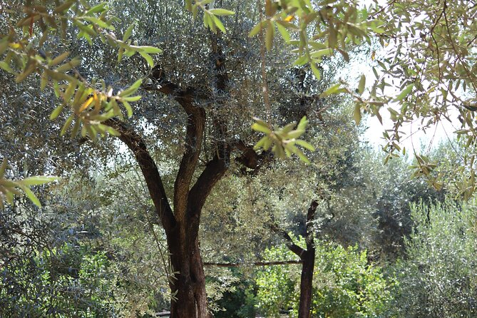 Discover Sorrento through lemons and olive trees - Pickup from Sorrento makes the logistics easy