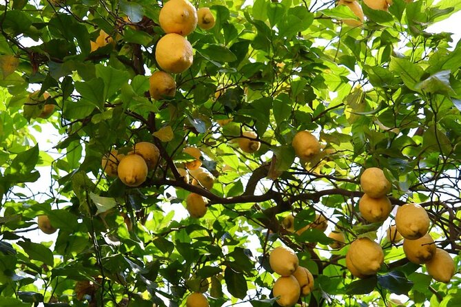 Discover Sorrento through lemons and olive trees - Walking among Sorrento’s lemon and olive trees