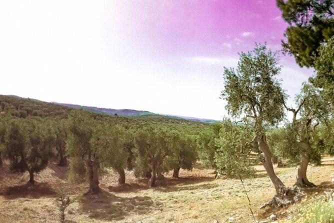 Discovering extra virgin olive oil - Start at the olive grove outside Vieste