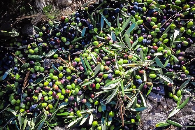 Discovering extra virgin olive oil - Tasting three oils with a full local spread