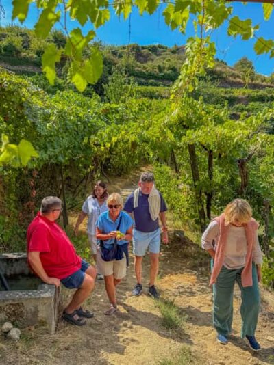 Douro Valley: Olive Oil & Wine Tour with Boat & Lunch
