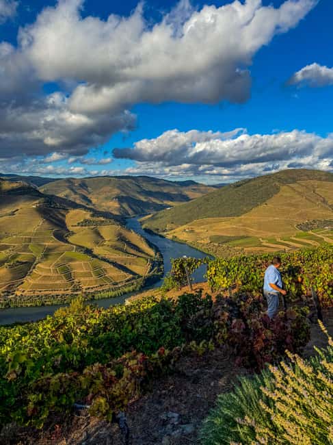 Douro Valley: Olive Oil & Wine Tour with Boat & Lunch - One quiet hour on a traditional rabelo boat
