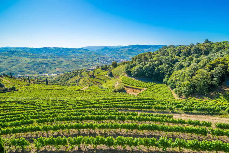 Douro Valley: Private Lunch with Wine & Olive Oil Tasting - Getting there and planning the day