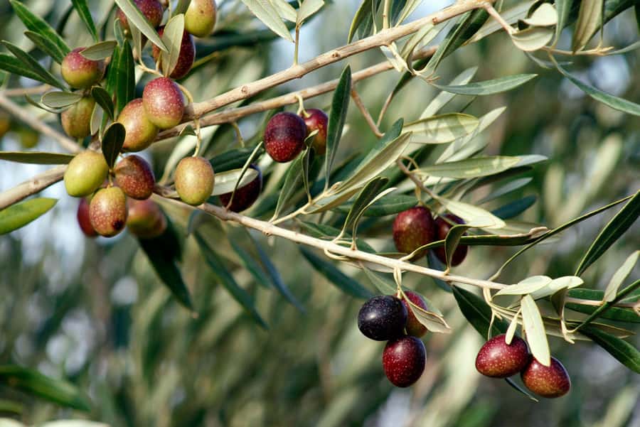 Dripping Springs: Olive Oil and Balsamic Vinegar Tasting - The tasting: smooth oil, tangy vinegar