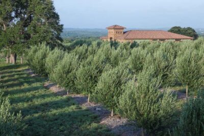 Dripping Springs: Olive Oil and Balsamic Vinegar Tasting