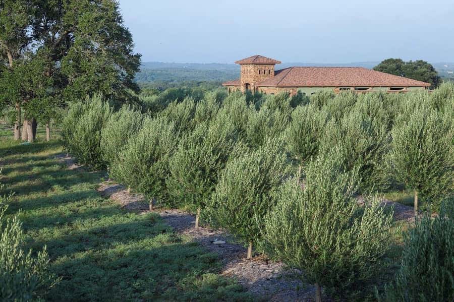 Dripping Springs: Olive Oil and Balsamic Vinegar Tasting - Learning how olive oil and vinegar are made