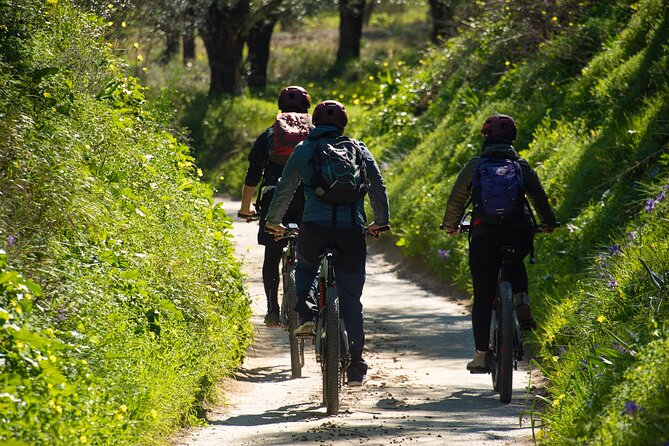 E-Bike Kalamata Olive Routes - The centennial trees are the main event